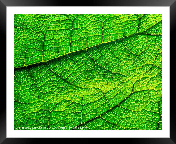LEAFY SUBURBS Framed Mounted Print by David Atkinson