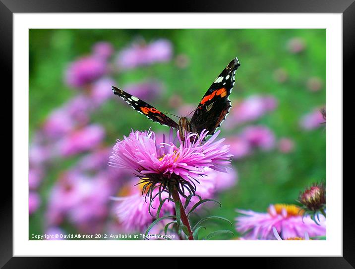 RED ADMIRAL BUTTERFLY Framed Mounted Print by David Atkinson