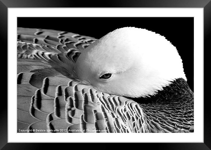 Black & White sleepy Duck Framed Mounted Print by Debbie Metcalfe