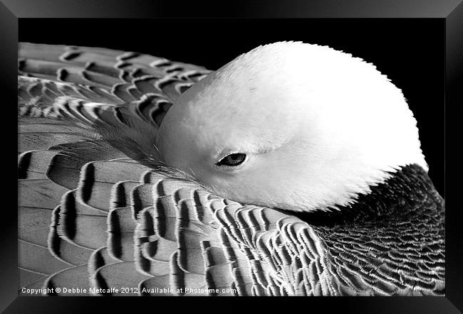 Black & White sleepy Duck Framed Print by Debbie Metcalfe
