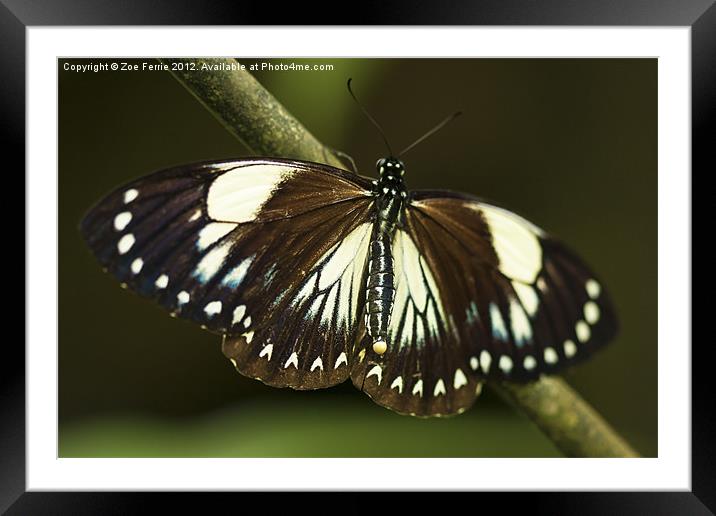 Butterfly laying her Eggs Framed Mounted Print by Zoe Ferrie