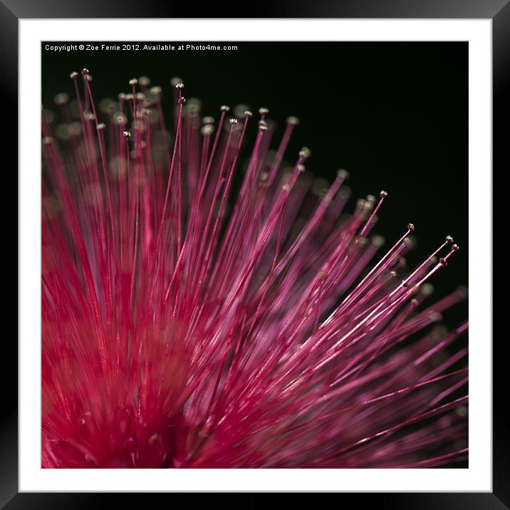Macro photograph of a Calliandra flower. Framed Mounted Print by Zoe Ferrie
