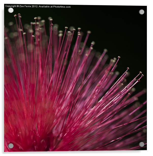 Macro photograph of a Calliandra flower. Acrylic by Zoe Ferrie