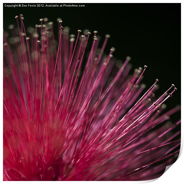 Macro photograph of a Calliandra flower. Print by Zoe Ferrie