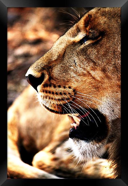 Lion Profile, Zimbabwe Framed Print by Chris Grindle