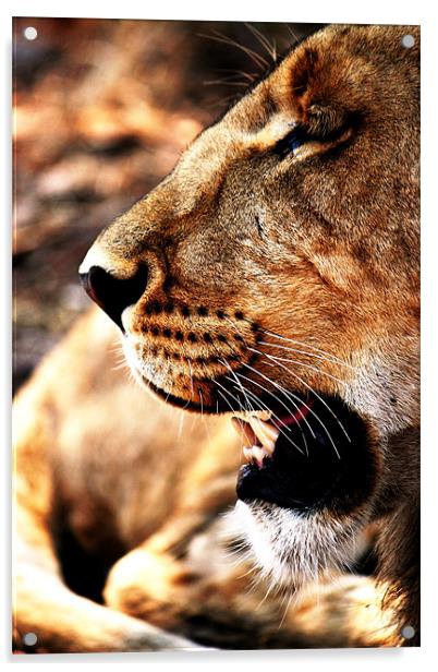 Lion Profile, Zimbabwe Acrylic by Chris Grindle