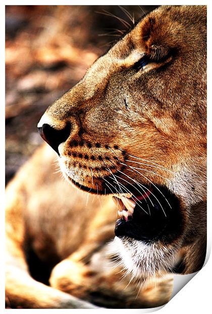 Lion Profile, Zimbabwe Print by Chris Grindle
