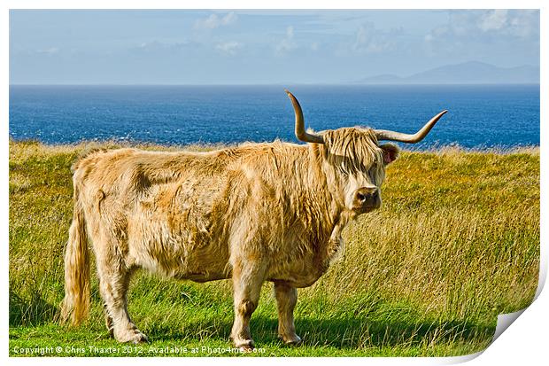 Highland Cow Print by Chris Thaxter