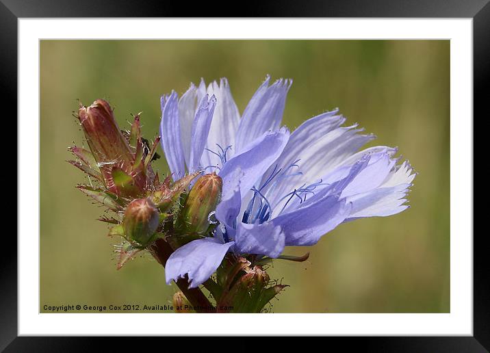 Chicory Flower - Cichorium intybus Framed Mounted Print by George Cox