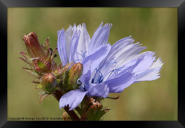 Chicory Flower - Cichorium intybus Framed Print by George Cox