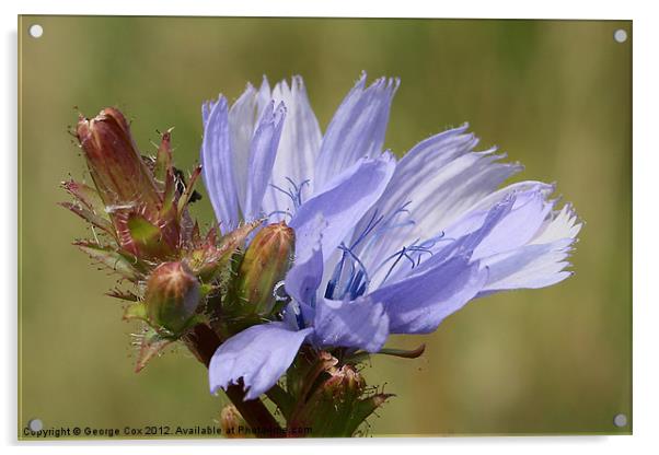 Chicory Flower - Cichorium intybus Acrylic by George Cox