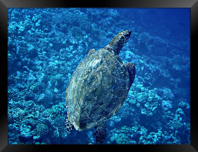 Hawksbill Turtle Framed Print by Chris Owen