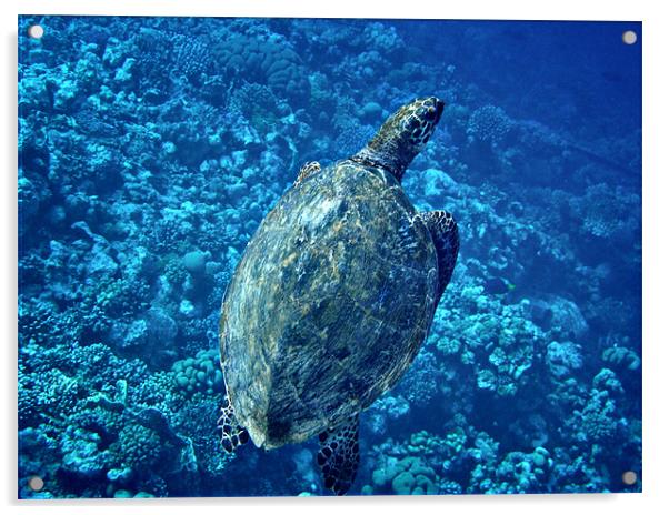 Hawksbill Turtle Acrylic by Chris Owen