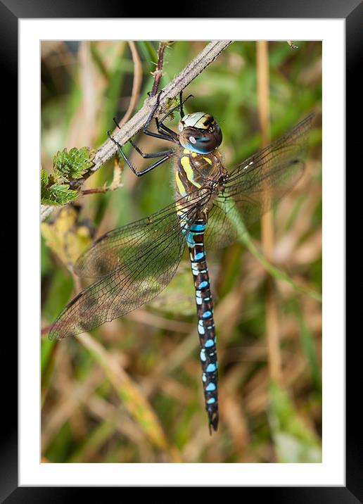 Southern Hawker Dragonfly Framed Mounted Print by Jonathan Swetnam