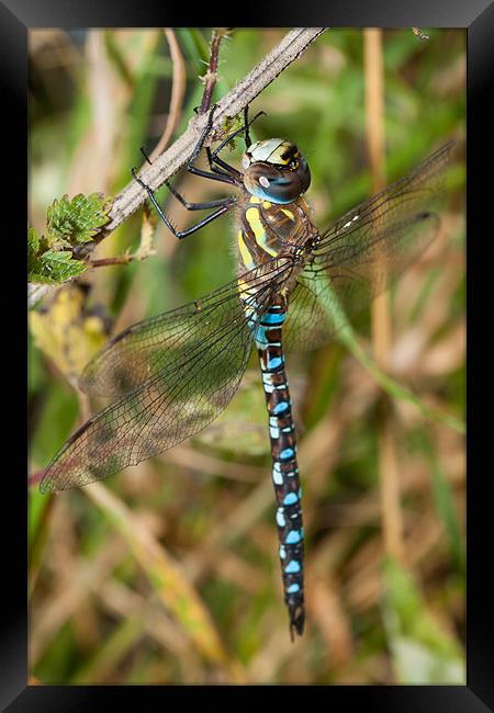 Southern Hawker Dragonfly Framed Print by Jonathan Swetnam
