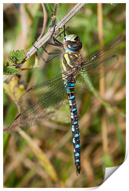 Southern Hawker Dragonfly Print by Jonathan Swetnam