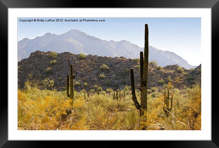 Sonoran Desert in Arizona Framed Mounted Print by Betty LaRue