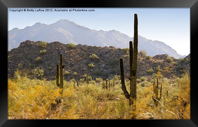 Sonoran Desert in Arizona Framed Print by Betty LaRue