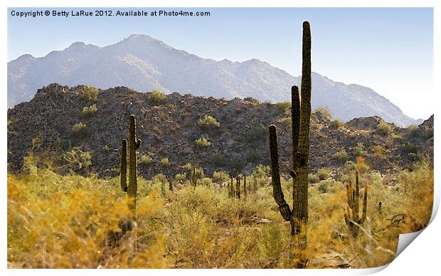 Sonoran Desert in Arizona Print by Betty LaRue