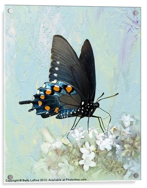 Pipevine Swallowtail Butterfly in Summer Acrylic by Betty LaRue