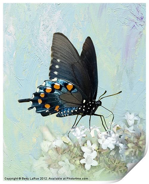 Pipevine Swallowtail Butterfly in Summer Print by Betty LaRue