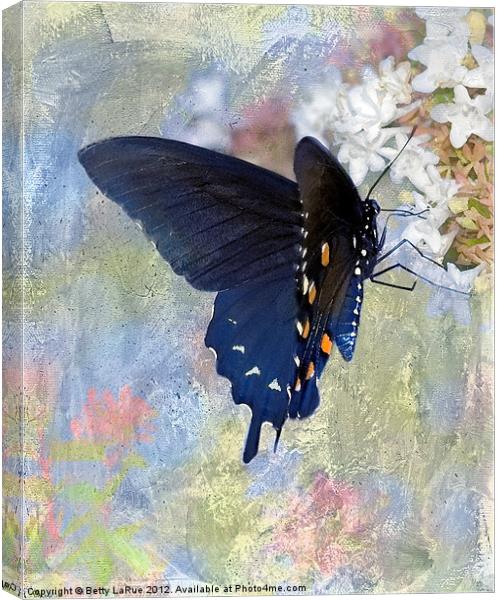 Pipevine Swallowtail Butterfly in Spring Canvas Print by Betty LaRue