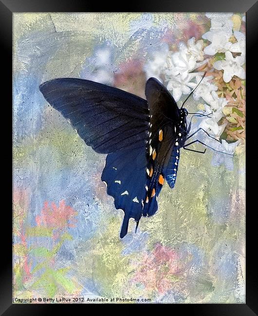Pipevine Swallowtail Butterfly in Spring Framed Print by Betty LaRue