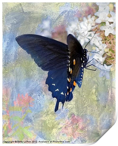 Pipevine Swallowtail Butterfly in Spring Print by Betty LaRue