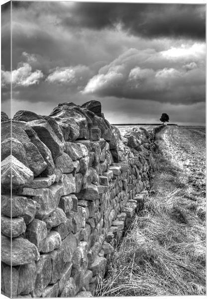 Distant Tree Canvas Print by Gavin Wilson