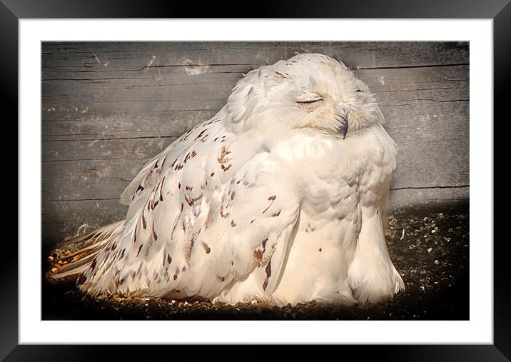 Sunbathing Snowy Owl Framed Mounted Print by Fiona Messenger