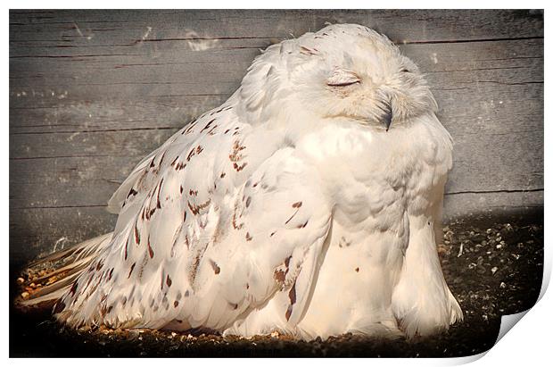 Sunbathing Snowy Owl Print by Fiona Messenger