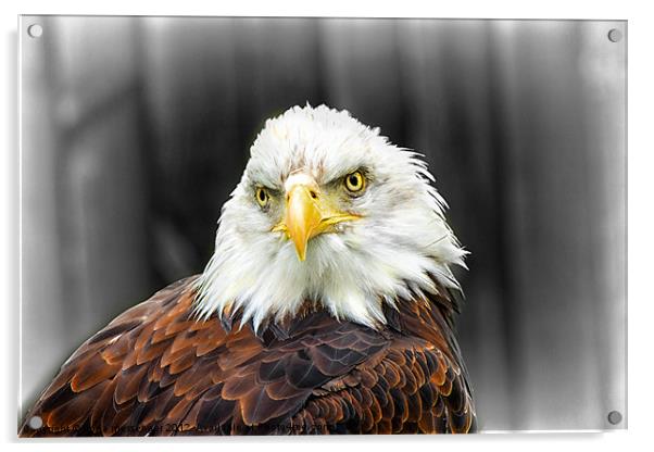 Bald Eagle Acrylic by Fiona Messenger