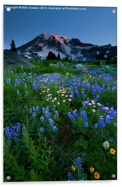 Rainier Wildflower Dawn Acrylic by Mike Dawson