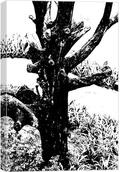 Ornamental dead tree by the path Canvas Print by Arfabita  