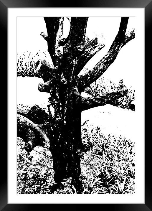 Ornamental dead tree by the path Framed Mounted Print by Arfabita  