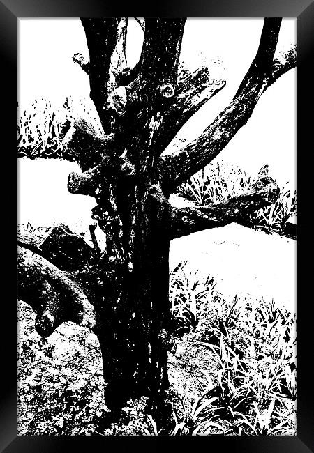 Ornamental dead tree by the path Framed Print by Arfabita  