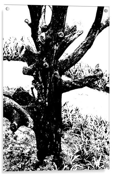 Ornamental dead tree by the path Acrylic by Arfabita  