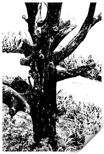 Ornamental dead tree by the path Print by Arfabita  