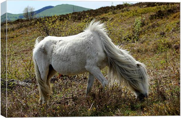 Wild Mountain Pony Canvas Print by Jed Pearson