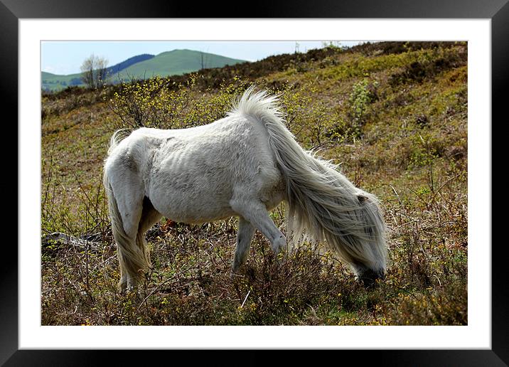 Wild Mountain Pony Framed Mounted Print by Jed Pearson