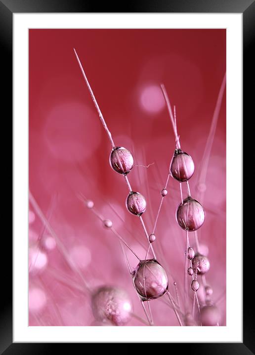Claret Cactus Drops Framed Mounted Print by Sharon Johnstone