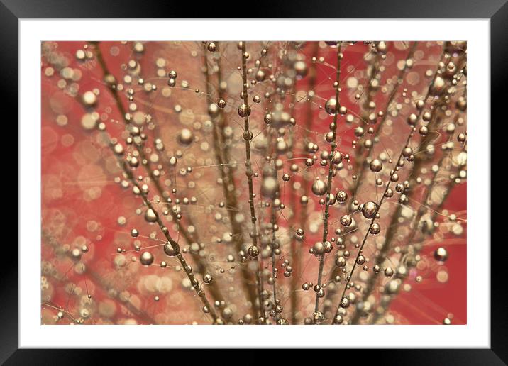 Fairy Pink Framed Mounted Print by Sharon Johnstone
