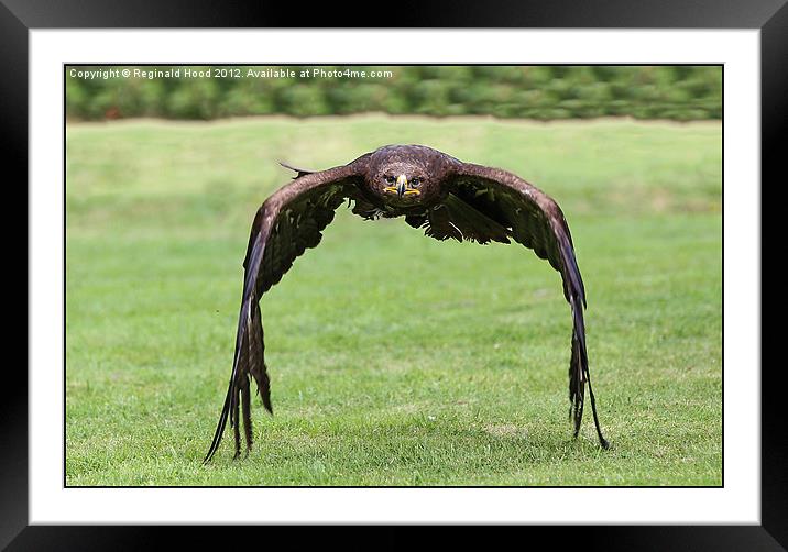 White Tailed Fish Eagle Framed Mounted Print by Reginald Hood