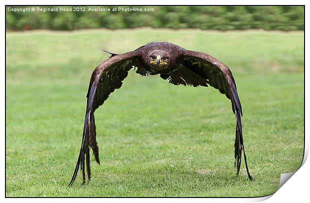 White Tailed Fish Eagle Print by Reginald Hood