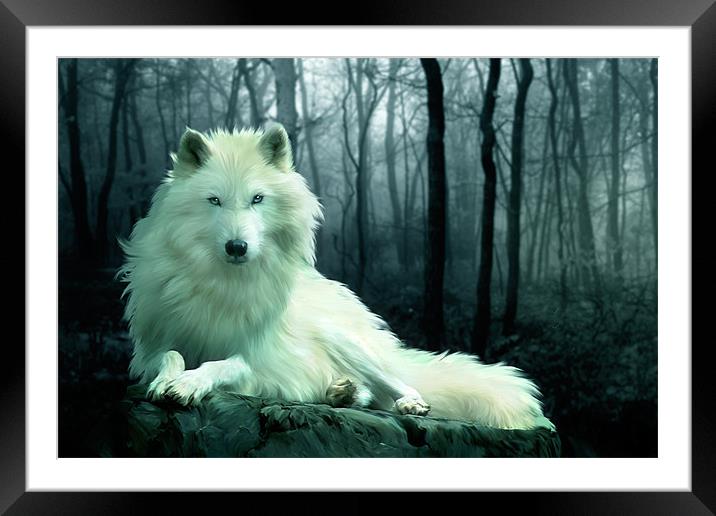 Arctic Wolf Framed Mounted Print by Julie Hoddinott