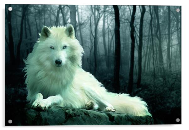 Arctic Wolf Acrylic by Julie Hoddinott