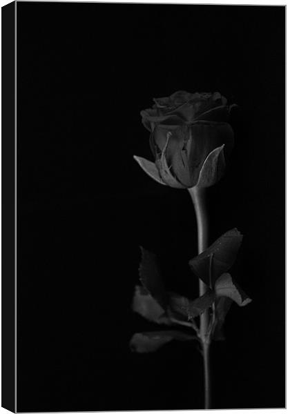 A rose without colour Canvas Print by Claire McQueen