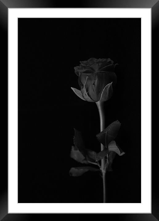 A rose without colour Framed Mounted Print by Claire McQueen