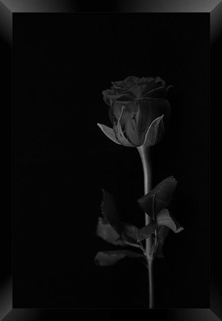 A rose without colour Framed Print by Claire McQueen
