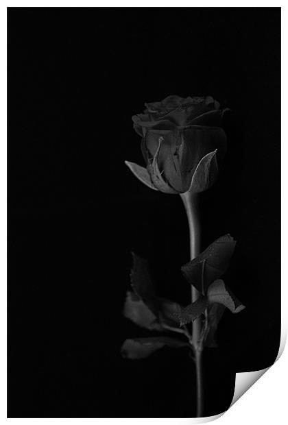 A rose without colour Print by Claire McQueen